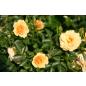 Zorba® - Wurzelnackte Rose -A- Qualität