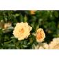 Zorba® - Wurzelnackte Rose -A- Qualität
