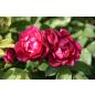 Cardinal Hume® - Wurzelnackte Rose -A- Qualität
