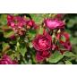 Cardinal Hume® - Wurzelnackte Rose -A- Qualität