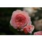 A Shropshire Lad® - Wurzelnackte Rose -A- Qualität
