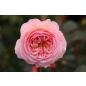 A Shropshire Lad® - Wurzelnackte Rose -A- Qualität