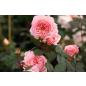 A Shropshire Lad® - Wurzelnackte Rose -A- Qualität