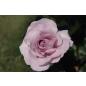 Rose Synactif by Shiseido® - Wurzelnackte Rose -A- Qualität
