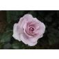 Rose Synactif by Shiseido® - Wurzelnackte Rose -A- Qualität