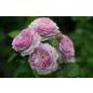 Florence Delattre® - Wurzelnackte Rose -A- Qualität