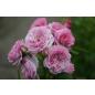 Florence Delattre® - Wurzelnackte Rose -A- Qualität