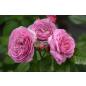 Florence Delattre® - Wurzelnackte Rose -A- Qualität