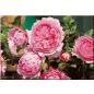 Chantal Mérieux® - Wurzelnackte Rose -A- Qualität
