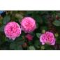 Chantal Mérieux® - Wurzelnackte Rose -A- Qualität