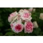 Orsola Spinola® - Wurzelnackte Rose -A- Qualität