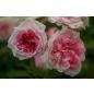 Orsola Spinola® - Wurzelnackte Rose -A- Qualität