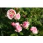 Orsola Spinola® - Wurzelnackte Rose -A- Qualität