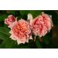 Paul Bocuse® - Wurzelnackte Rose -A- Qualität