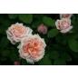 Paul Bocuse® - Wurzelnackte Rose -A- Qualität