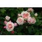Paul Bocuse® - Wurzelnackte Rose -A- Qualität