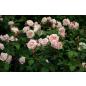 Paul Bocuse® - Wurzelnackte Rose -A- Qualität