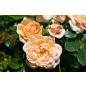 Elizabeth Stuart® - Wurzelnackte Rose -A- Qualität