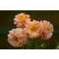 Elizabeth Stuart® - Wurzelnackte Rose -A- Qualität