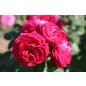Bicentenaire de Guillot® - Wurzelnackte Rose -A- Qualität