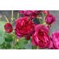 Bicentenaire de Guillot® - Wurzelnackte Rose -A- Qualität