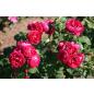 Bicentenaire de Guillot® - Wurzelnackte Rose -A- Qualität