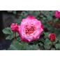 Agnes Schilliger® - Wurzelnackte Rose -A- Qualität
