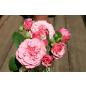 Agnes Schilliger® - Wurzelnackte Rose -A- Qualität