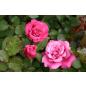 Agnes Schilliger® - Wurzelnackte Rose -A- Qualität