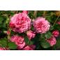 Agnes Schilliger® - Wurzelnackte Rose -A- Qualität