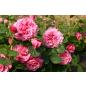 Agnes Schilliger® - Wurzelnackte Rose -A- Qualität
