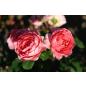 Amandine Chanel® - Wurzelnackte Rose -A- Qualität