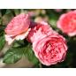 Amandine Chanel® - Wurzelnackte Rose -A- Qualität