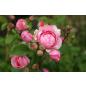 Amandine Chanel® - Wurzelnackte Rose -A- Qualität