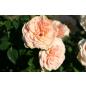 Nicole Mioulane® - Wurzelnackte Rose -A- Qualität