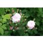 Blush Noisette - Wurzelnackte Rose -A- Qualität