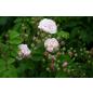 Blush Noisette - Wurzelnackte Rose -A- Qualität