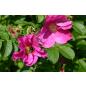 Rosa rugosa - Wurzelnackte Rose -A- Qualität