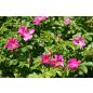 Rosa rugosa - Wurzelnackte Rose -A- Qualität