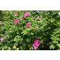 Rosa rugosa - Wurzelnackte Rose -A- Qualität