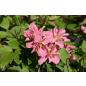 Clematis montana Broughton Star - Topfballen ab 60 cm