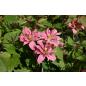 Clematis montana Broughton Star - Topfballen ab 60 cm