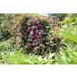 Clematis montana Broughton Star - Topfballen ab 60 cm
