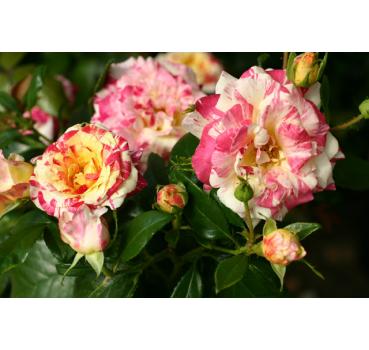 Camille Pissarro® - Wurzelnackte Rose -A- Qualität