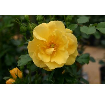 Ardha Courtyard®