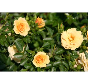 Zorba® - Wurzelnackte Rose -A- Qualität