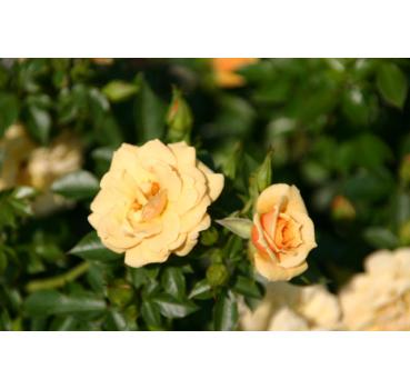 Zorba® - Wurzelnackte Rose -A- Qualität