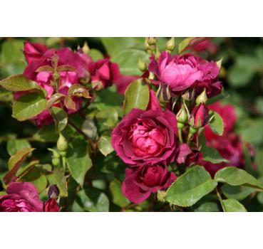 Cardinal Hume® - Wurzelnackte Rose -A- Qualität