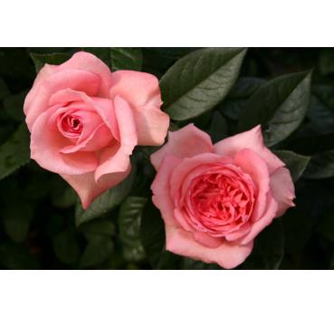 Fragonard®