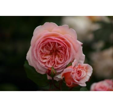 A Shropshire Lad® - Wurzelnackte Rose -A- Qualität